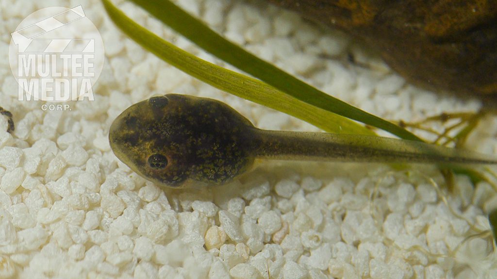 Tadpole Macro Photgraphy